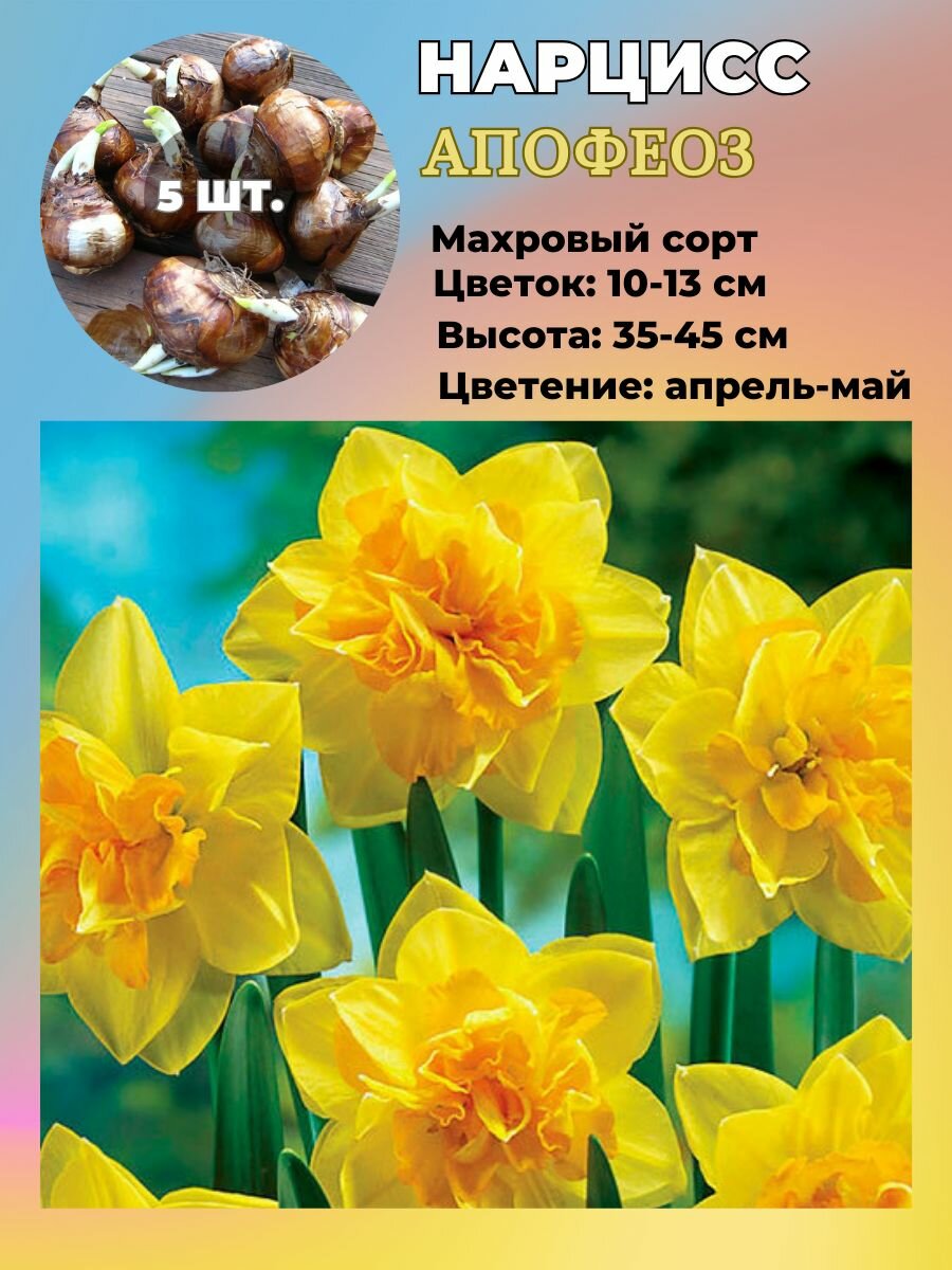 Нарцисс махровый луковицы 5 штук