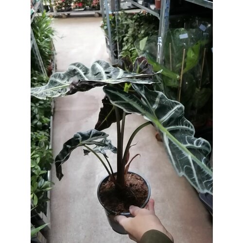 Живое комнатное растение в горшке Алоказия Поли