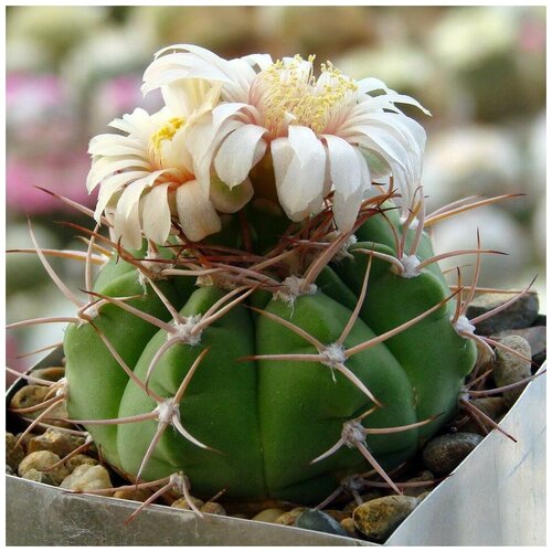 Семена Орешка Суккулент Кактус Gymnocalycium nigriareolatum GN-927/3046 10 шт. семена орешка суккулент кактус gymnocalycium nigriareolatum gn 927 3046 10 шт