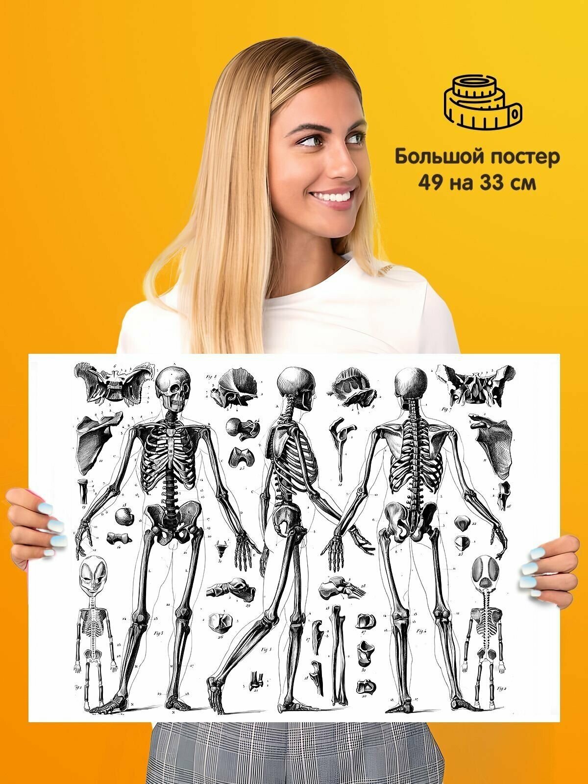 Постер Анатомия человека Скелет