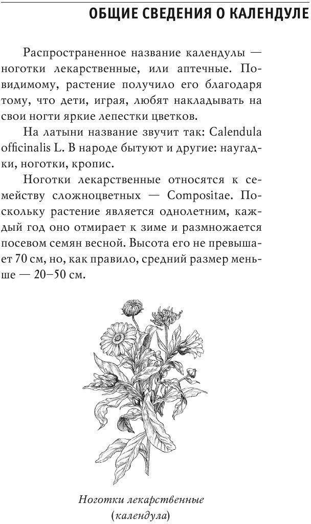 Календула алоэ и бадан толстолистый целители от всех болезней - фото №8