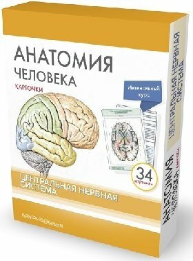 Сапин М. Р, Николенко В. Н, Тимофеева М. О "Анатомия человека: карточки (34 шт). Центральная нервная система"