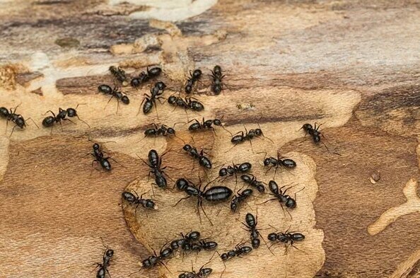 Гранулы ARGUS GARDEN от муравьев мух мокриц блох тараканов сверчков