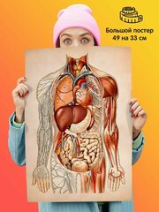 Постер Анатомия человека Органы