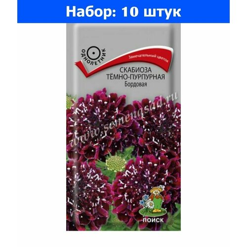 Скабиоза Бордовая темно-пурпурная 0,2г Одн 80см (Поиск) - 10 пачек семян