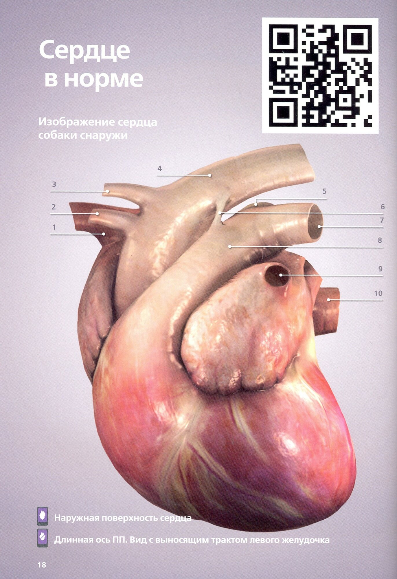 3D-кардиология мелких домашних животных. Патофизиологические основы и диагностические ключи - фото №2