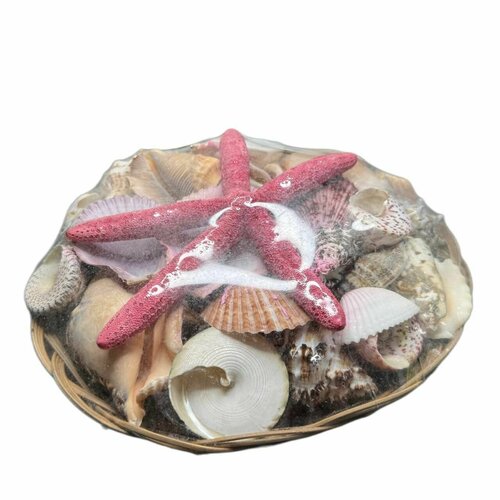 Набор ракушек 