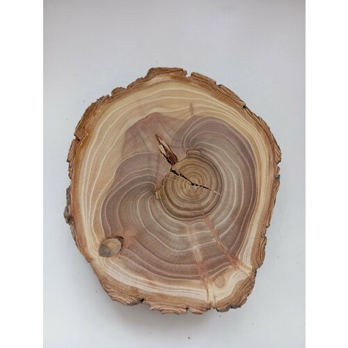 Спил дерева карагач , подставка, заготовка для поделок творчества, d 11 см