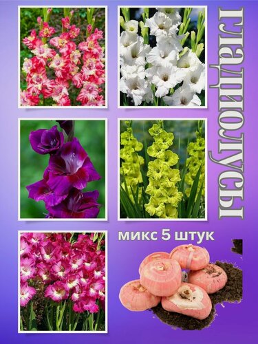 Изображение товара Гладиолус луковицы, микс 5штук
