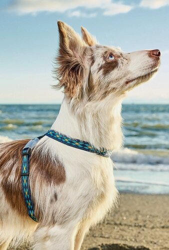 Изображение товара Шлейка для собак Japan Premium Pet со светоотражением и с функцией распределения нагрузки при рывке, синий, размер M.