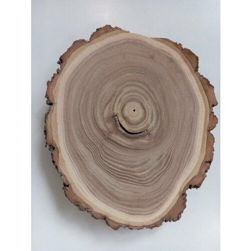 Спил дерева карагач , подставка, заготовка для поделок 17/15/3,0см