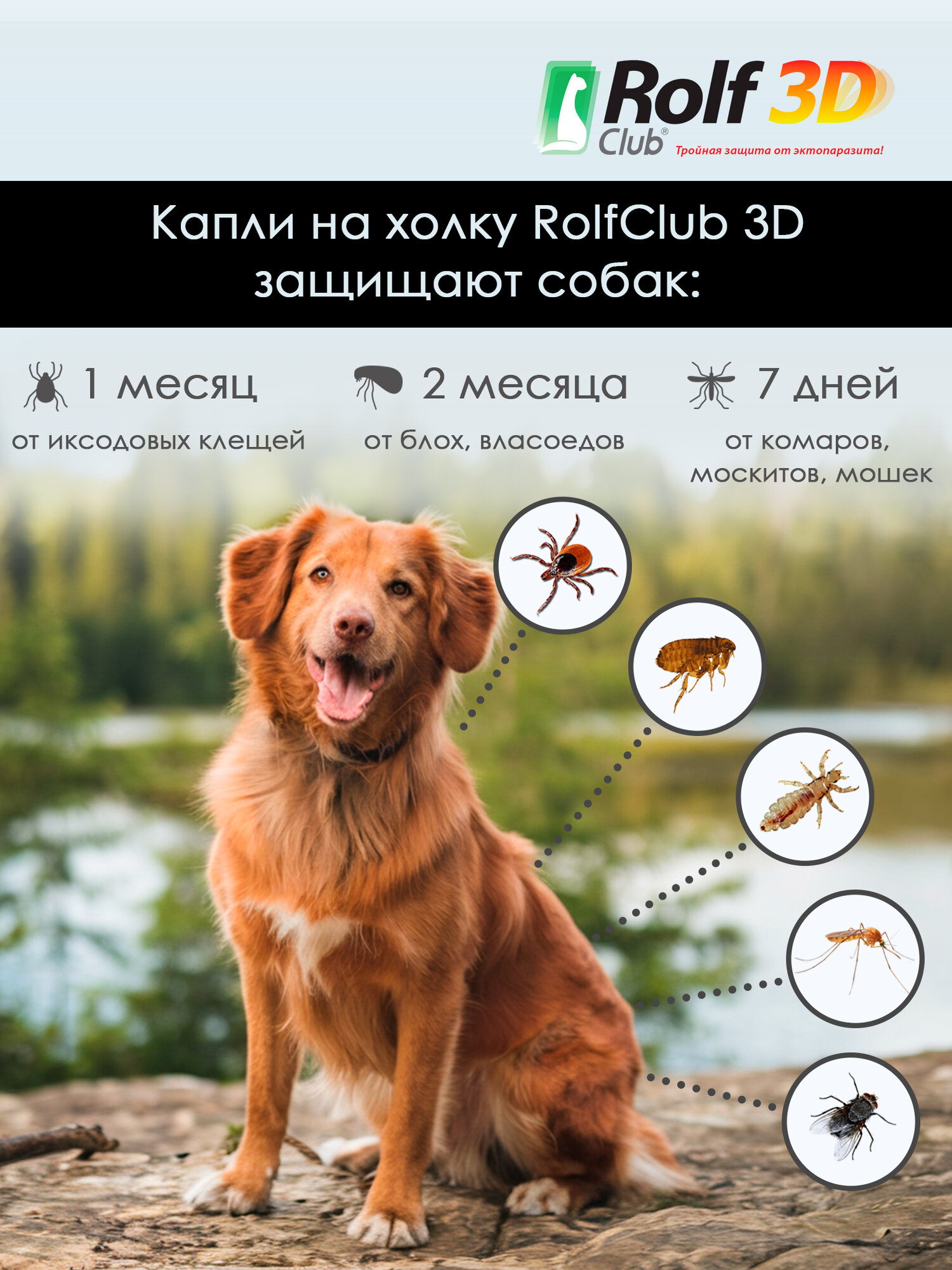 Рольф Клуб 3D от клещей и блох, для собак 20-40 кг, капли на холку, 2,5 мл. (1 пипетки) — фото 1
