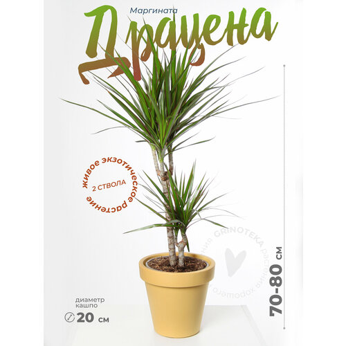 Драцена Маргината Грин 2 ствола в кашпо из экологичного пластика дм 20 см, цвет охра, выс 70-80 см