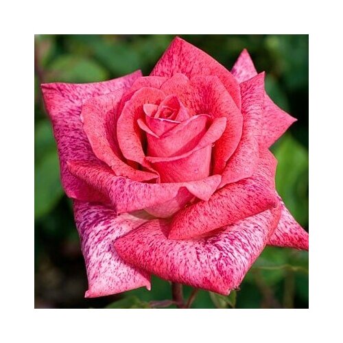 Роза Пьер Карден (чайно-гибридная), 1 саженец роза пьер карден мейян