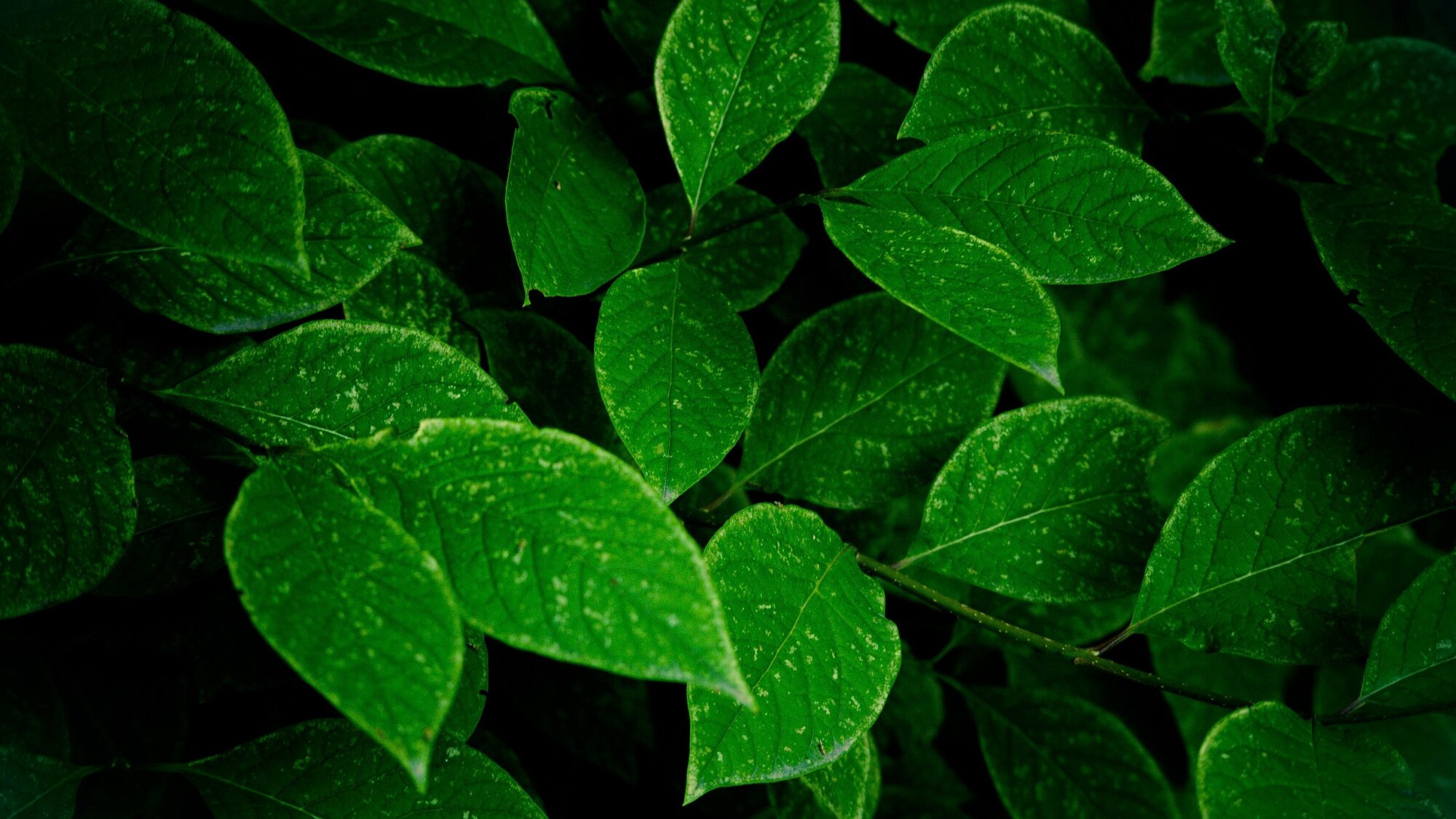 Микроудобрение "Микро-Fe" от пожелтения листьев 2 шт по 5 г. Для комнатных и садовых растений, для формирования пышной зеленой массы, против хлороза - фотография № 5