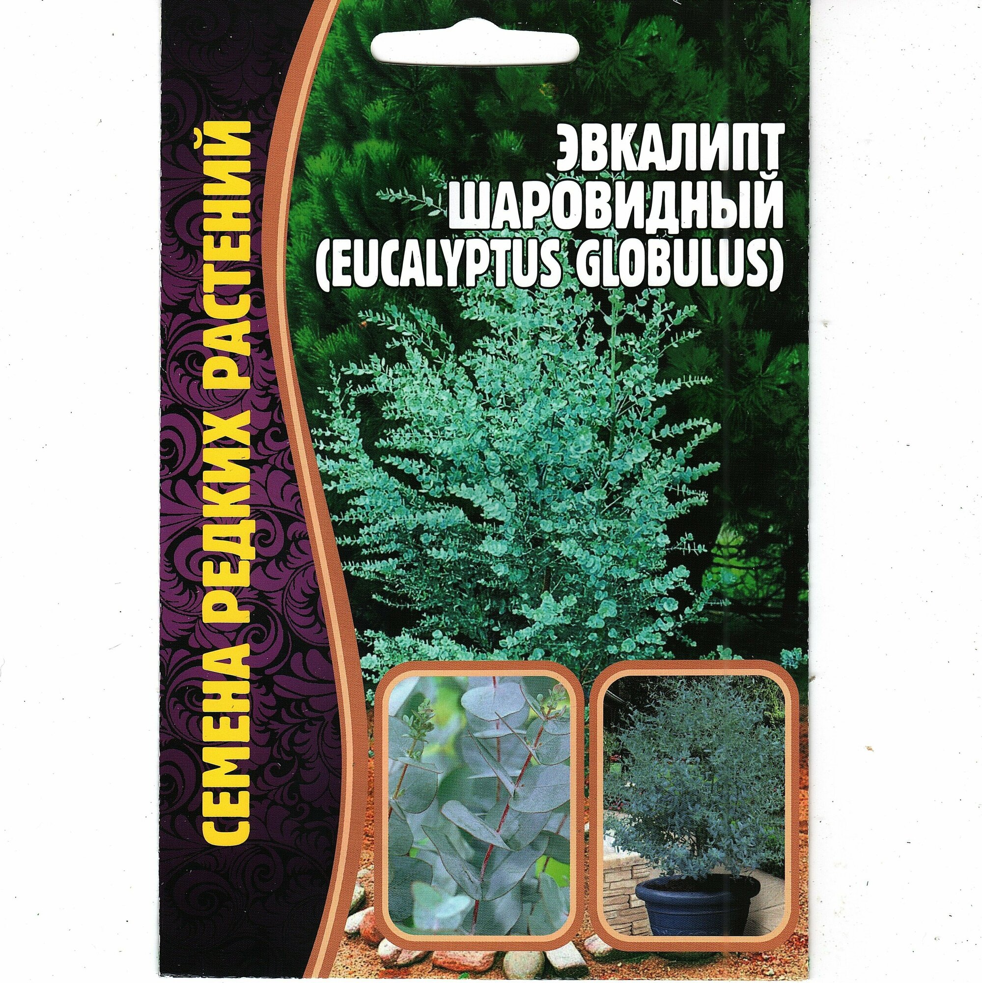 Эвкалипт шаровидный / Eucalyptus globulus комнатный многолетник оздоравливает воздух ( 1 уп: 10 семян )