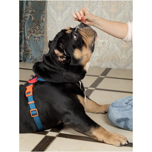 Шлейка для собак Japan Premium Pet / Шлейка Легко Надеть с защитным механизмом от перекручивания, цвет темно - синий, размер L.