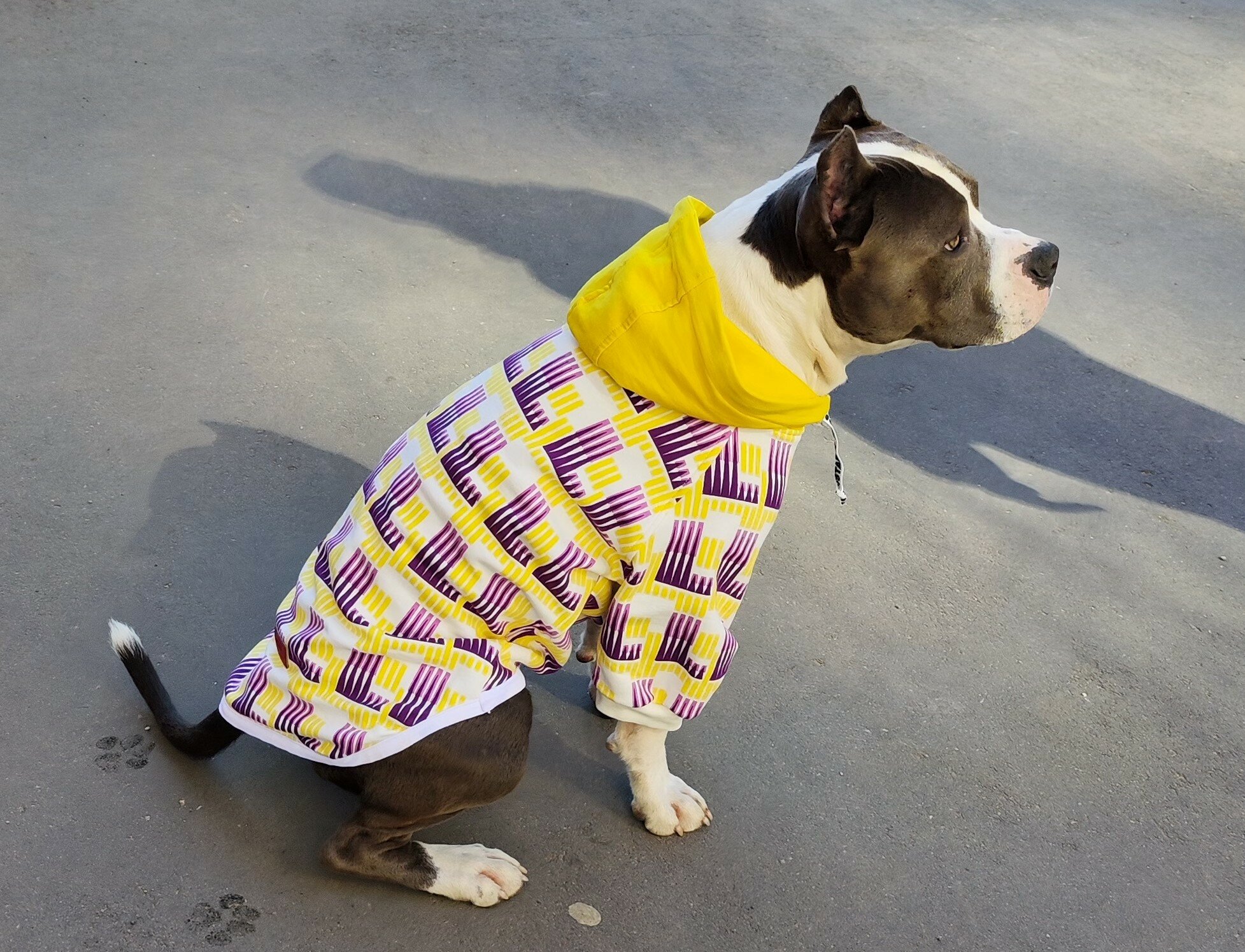 Одежда для собак крупных пород/ Толстовка для собак Желтая с капюшоном/ 6XL Family Pet - фотография № 7