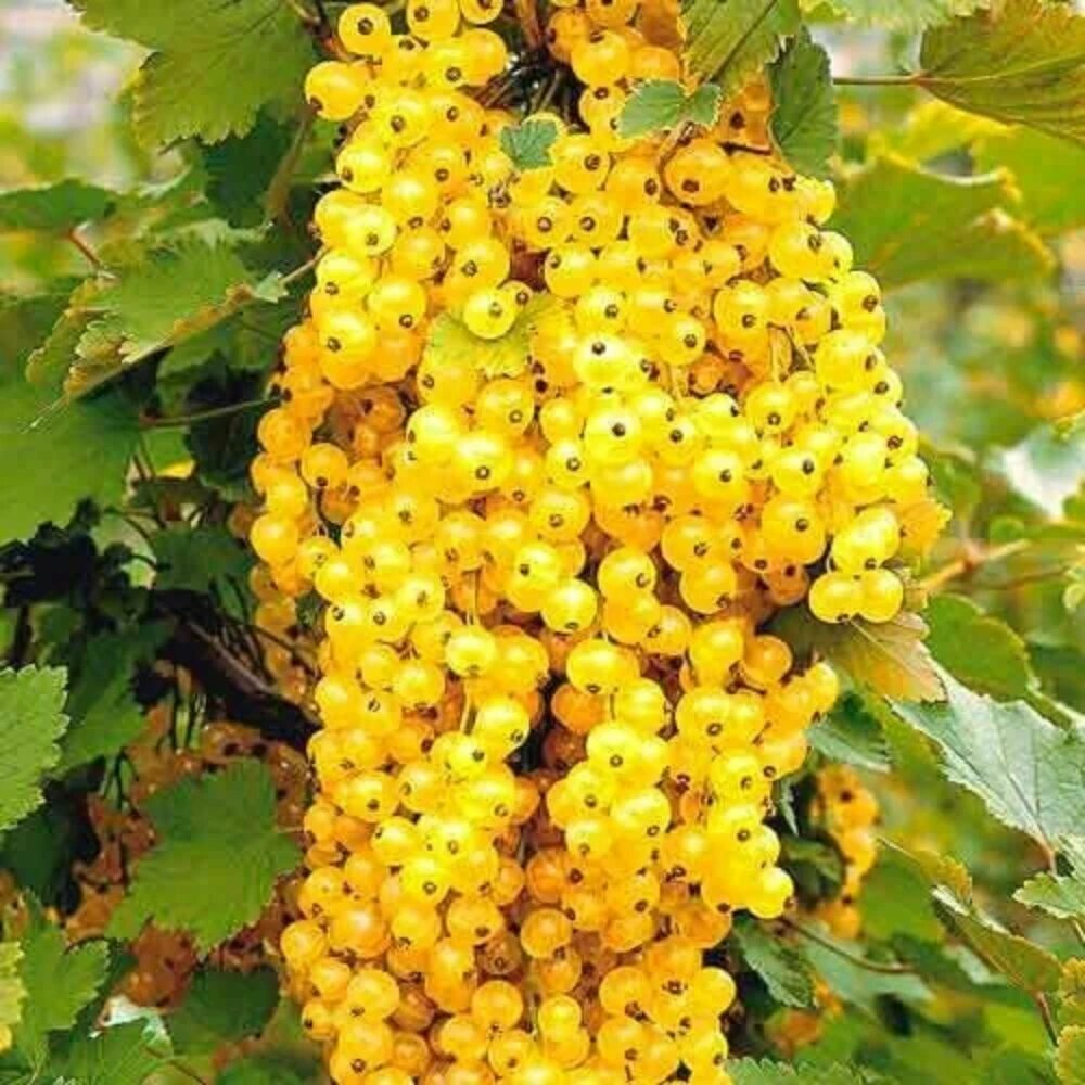 Смородина белая Версальская / 2 шт смородины морозостойкий многолетник