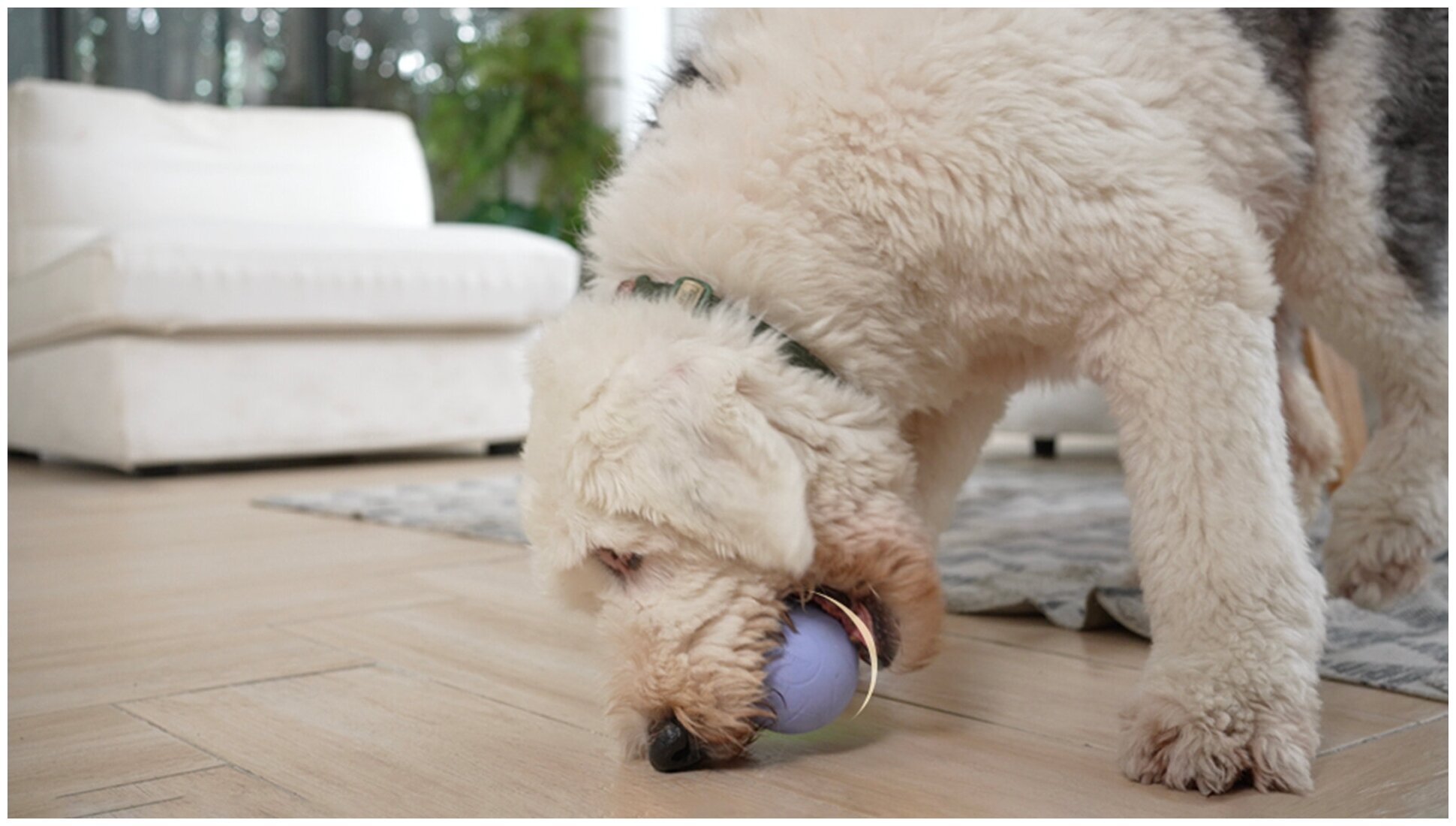 Cheerble Wicked Ball PE интерактивная умная игрушка резиновый мяч для собак из натурального каучука для средних, крупных пород более 15кг, USB зарядка - фотография № 11