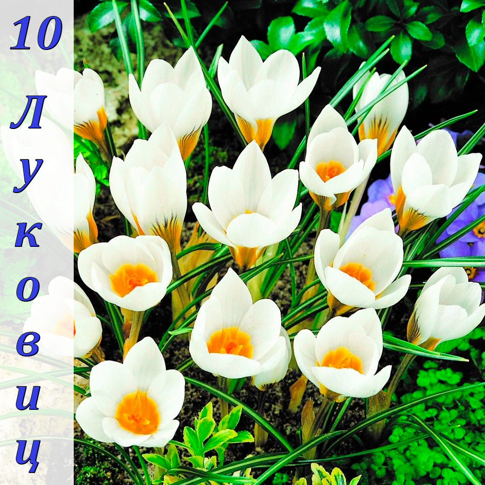 Крокус ботанический Сноубантин 10 луковиц. Агрофирма Поиск — фото 10