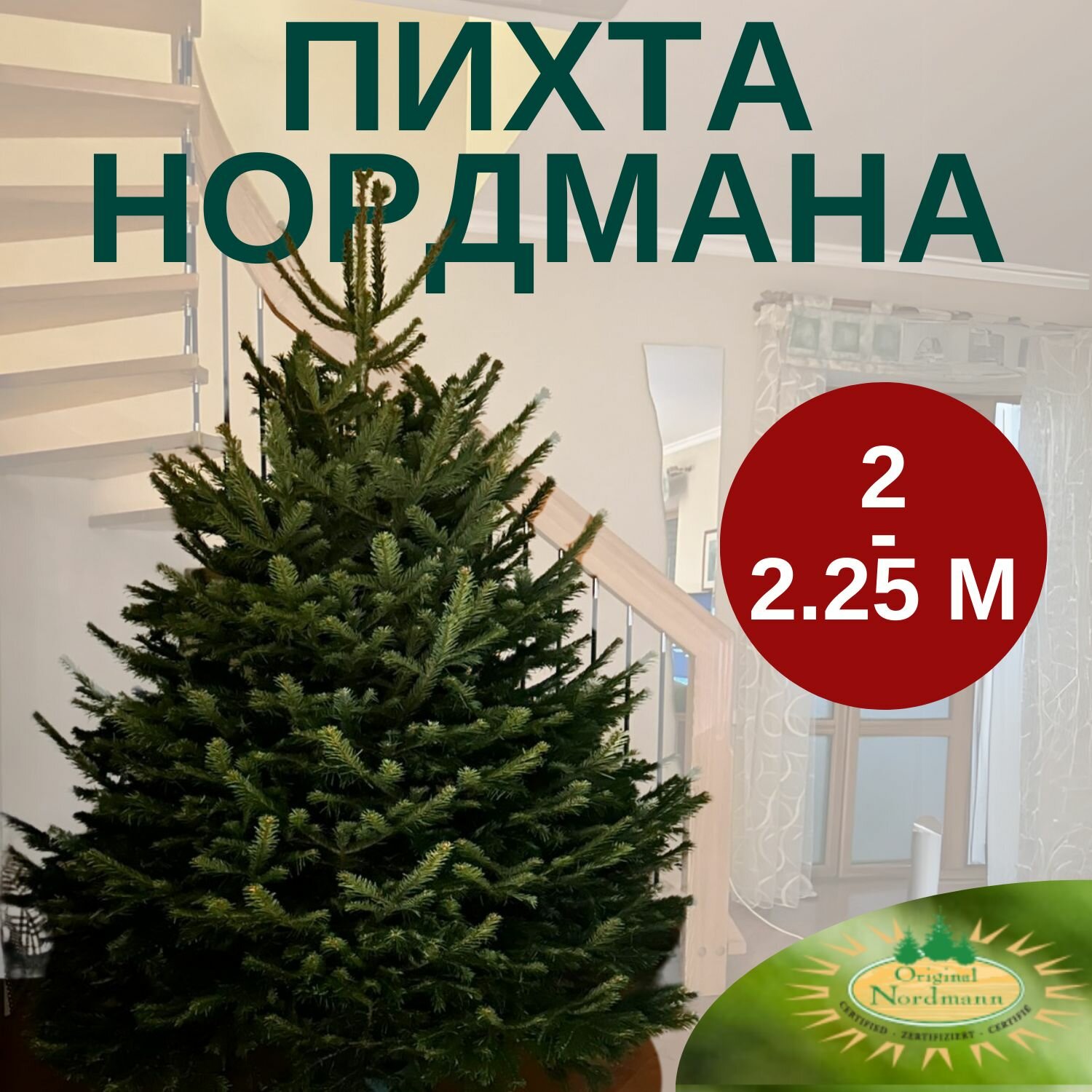 Пихта Нордмана новогодняя (живая Датская елка) 2 - 225 м
