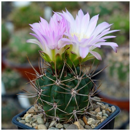 Семена Орешка Суккулент Кактус Gymnocalycium horridispinum 10 шт.