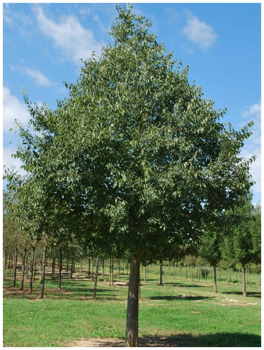 Семена Каркас южный (Celtis australis), 10 штук