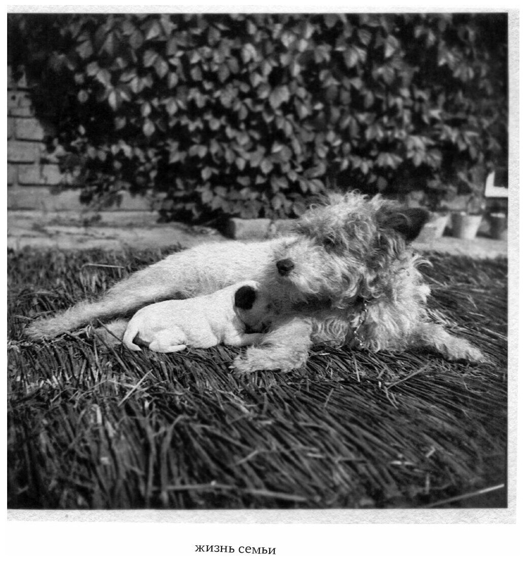 Дашенька, или История щенячьей жизни - фото №14