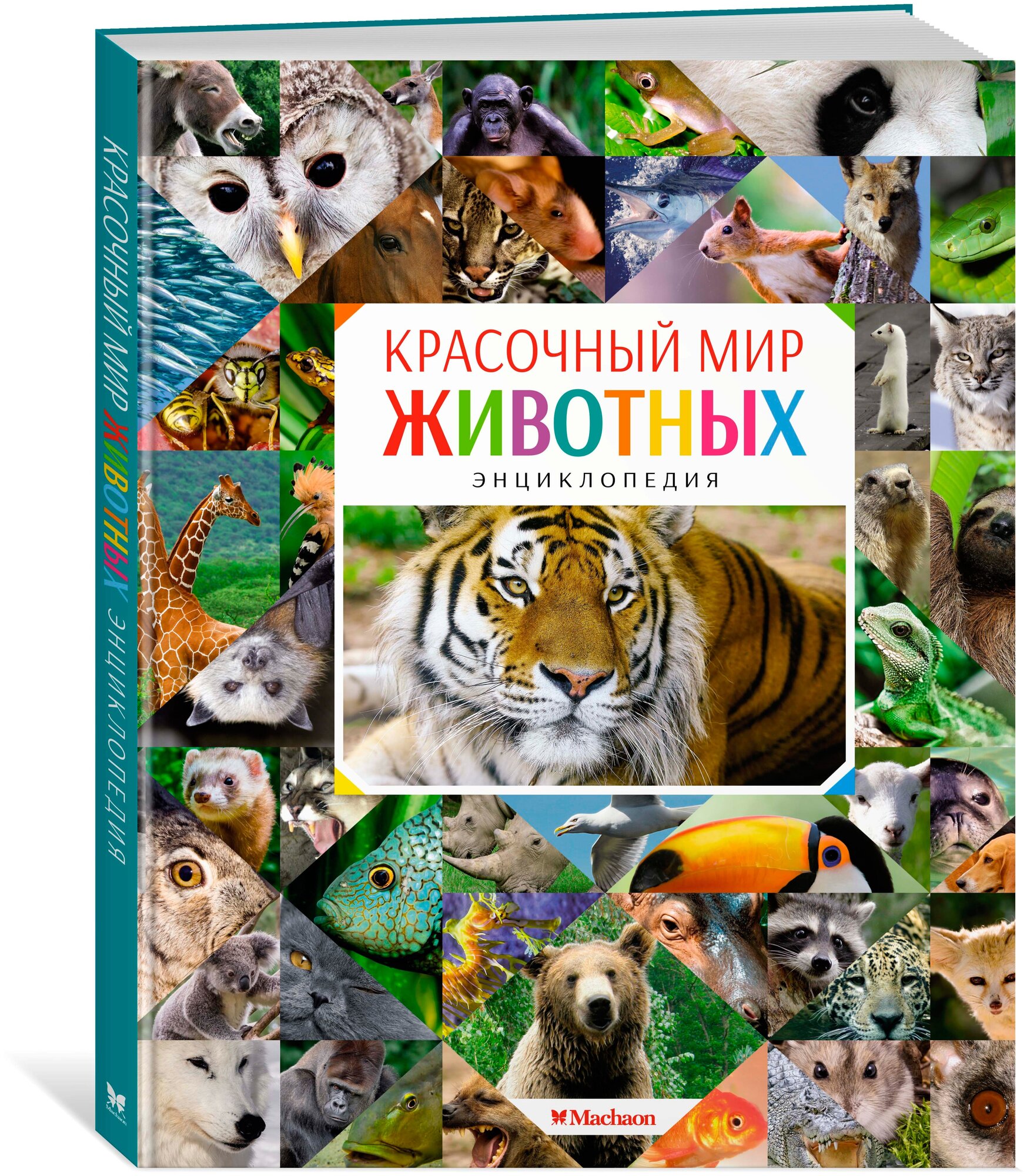 Красочный мир животных Энциклопедия Балле Кристин 6+