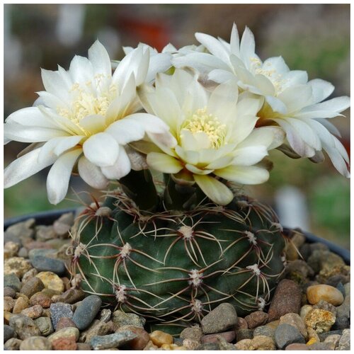 Семена Орешка Суккулент Кактус Gymnocalycium amerhauseri v. altagraciense GN-1054 10 шт. семена орешка суккулент кактус gymnocalycium nigriareolatum gn 927 3046 10 шт