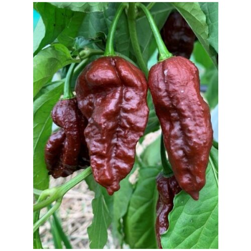 Семена Острый перец CT*BJC (Congo Trinidad и Bhut Jolokia Chocolate), 5 штук острый перец семена bhut jolokia habalokia chocolate brown