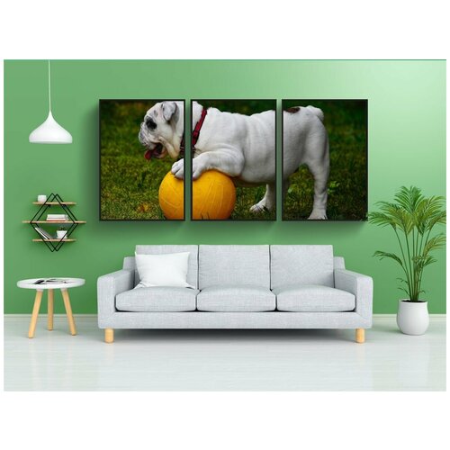 фото Набор модулных постеров для интерьера "английский бульдог, собака, бульдог" 60x90 см. в тубусе, без рамки lotsprints