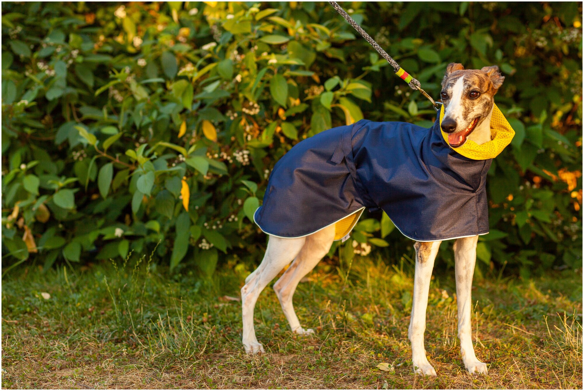 Дождевик для собак породы Уиппетов, цвет: синий, желтый, размер М1 . Дождевик для бесхвостых собак и с низкоопущенным хвостом