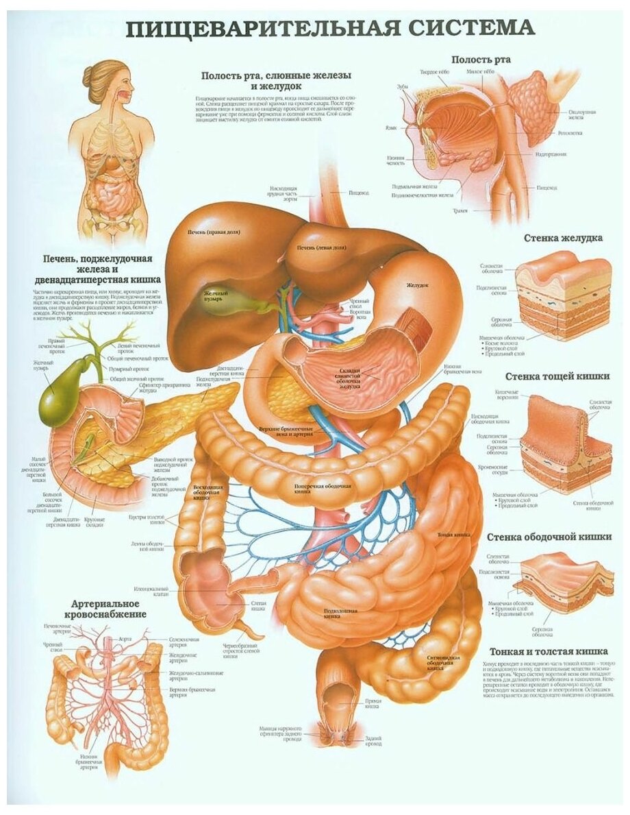 Анатомический плакат