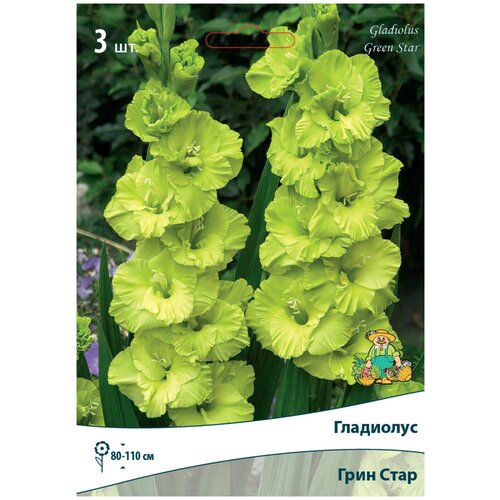 Гладиолус крупноцветковый Грин Стар луковица 10/12