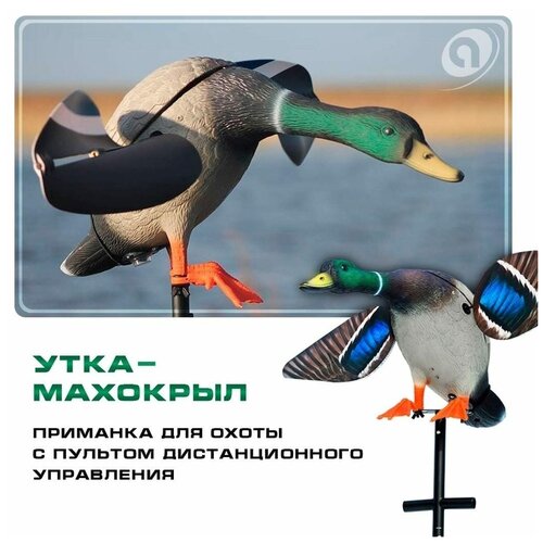 Махокрыл для охоты на утку