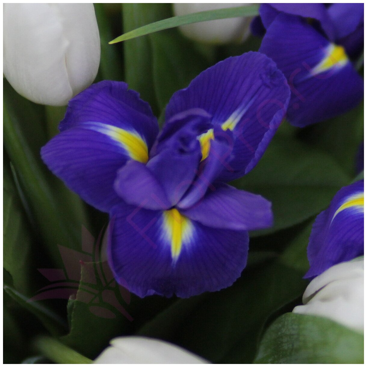 Цветы живые букет из белых тюльпанов и синих ирисов в белом конусе