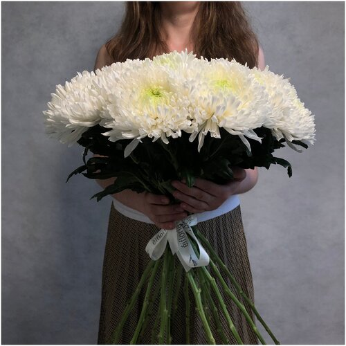 Букет из 17 белой хризантемы магнум 70см (голландия) с атласной лентой.