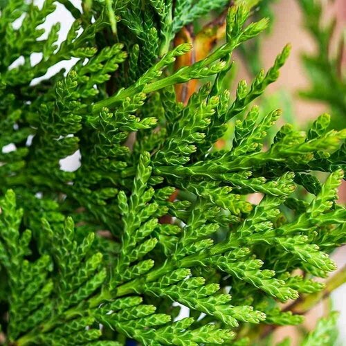 Туя складчатая (лат. Thuja plicat) семена 35шт + подарочек туя складчатая zebrina p9 20 25