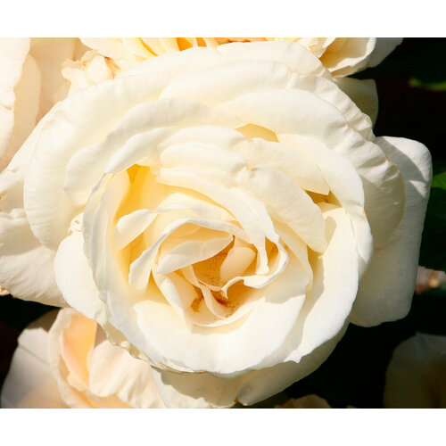 Саженец роза плетистая Шнивальцер роза плетистая белая мелкоцветковая саженец корнесобственнеы