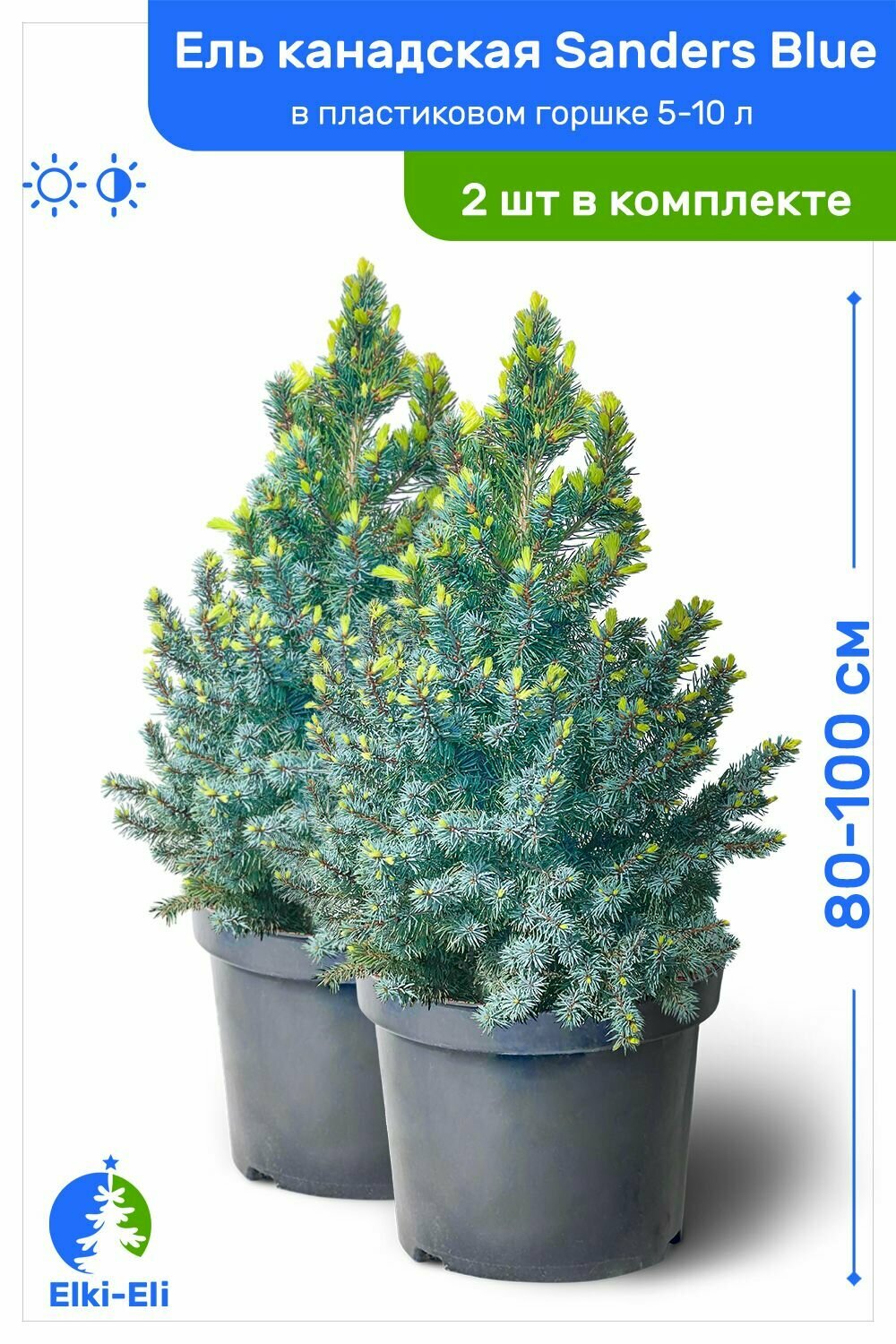 Ель канадская Sanders Blue (Сандерс Блю) 80-100 см в пластиковом горшке 5-10 л, саженец, хвойное живое растение, комплект из 2 шт