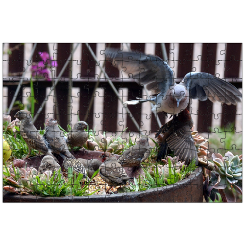фото Магнитный пазл 27x18см."голубь, садовая птица, крылья" на холодильник lotsprints