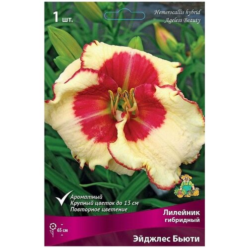 Семена Лилейник многолетний эйджлес бьюти 1 шт