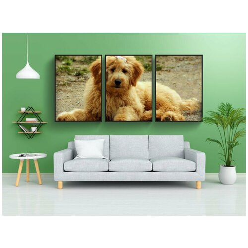 фото Набор модулных постеров для интерьера "goldendoodle, собака, щенок" 60x90 см. в тубусе, без рамки lotsprints