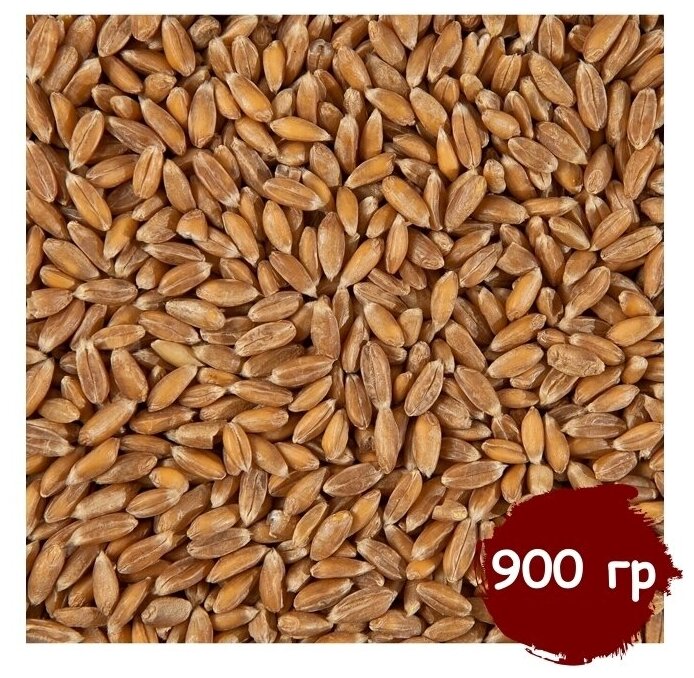Пшеница для проращивания (кубанская), витграсс, здоровое питание, Вегетарианский продукт, Vegan 900 гр
