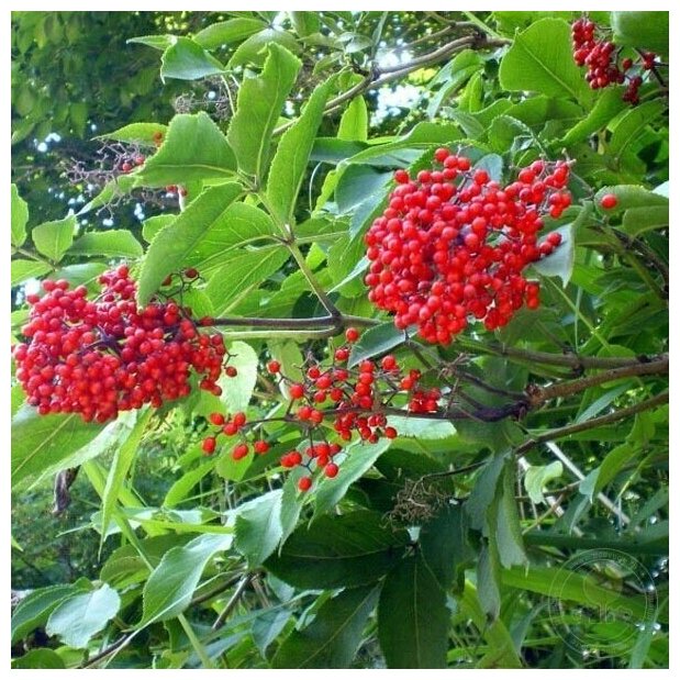 Семена Бузина Микеля - Бузина сахалинская (лат. Sambucus miquelii) 40шт Комплект х2 распродажа! +