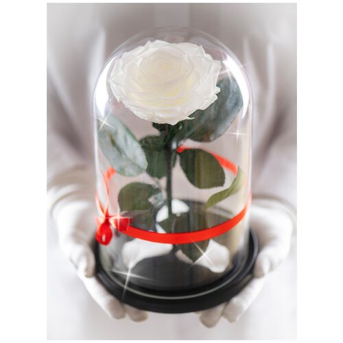 Стабилизированная роза в колбе Therosedome Premium ХИТ 11 см, нежно-розовая