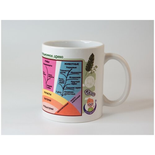 Кружка Выручалкин. Биология - Эволюционное древо