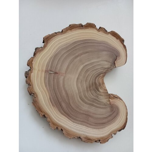 Спил дерева карагач, подставка заготовка для творчества 1 шт